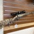 RUGER American 6.5Creedmoor Bolt Action Rifle W/Burris Scope