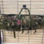 Dulce Dom Tactical Case